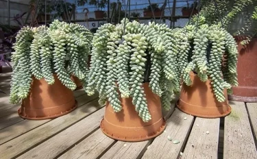 【多肉植物】 【セダムの育て方】水やりの頻度と手入れ方法をご紹介します