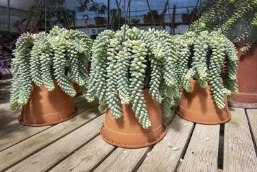 多肉植物】 【セダムの育て方】水やりの頻度と手入れ方法をご紹介します