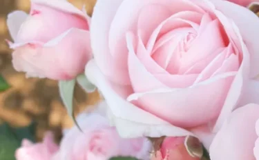 バラをもっと深く知る⑲ ロングセラーのヒミツは！？