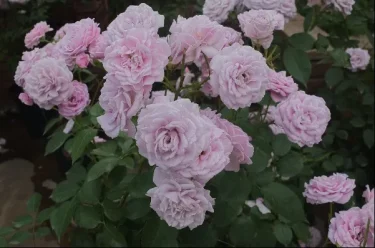 Labyrinth バラの迷宮 pickup107『マチネ』