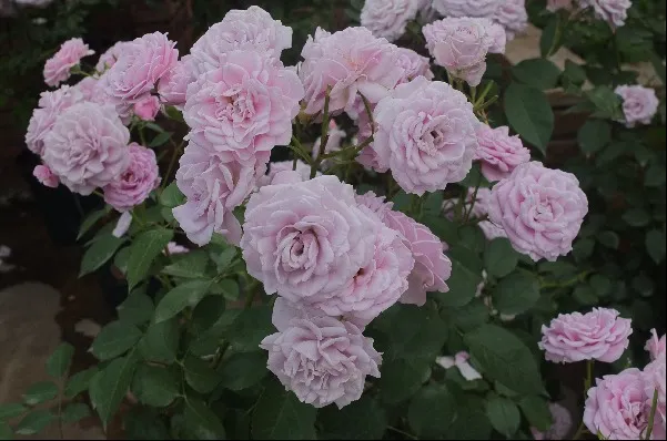 Labyrinth バラの迷宮 pickup107『マチネ』