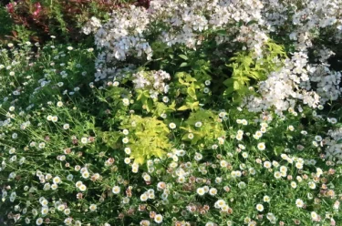 バラをもっと深く知る㉒ 自然な風情の小輪花で庭をナチュラルに
