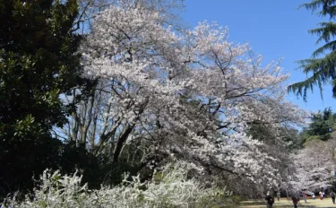 東京花散歩　新宿御苑2021開園 満開のサクラそして春の花たち