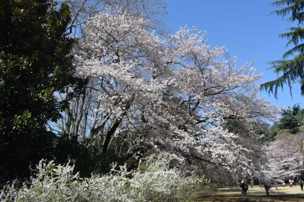 東京花散歩　新宿御苑2021開園 満開のサクラそして春の花たち