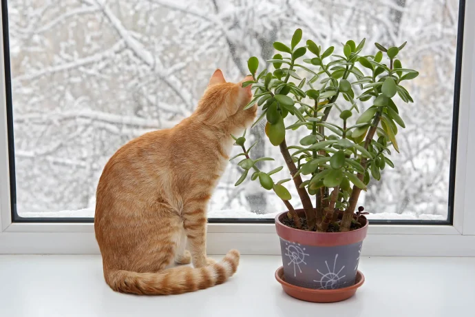 【観葉植物】冬の観葉植物、枯らさずに管理するコツは？
