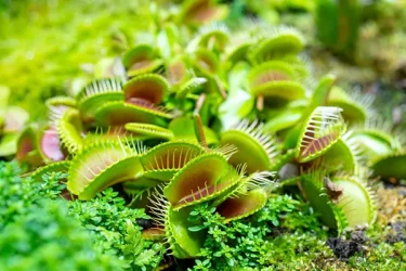 食虫植物】 【ハエトリソウ（ハエトリグサ）の育て方】捕食の仕組みや