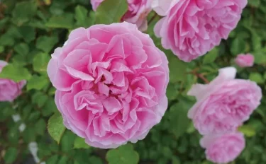 Labyrinth バラの迷宮 pickup134『ピクシー』