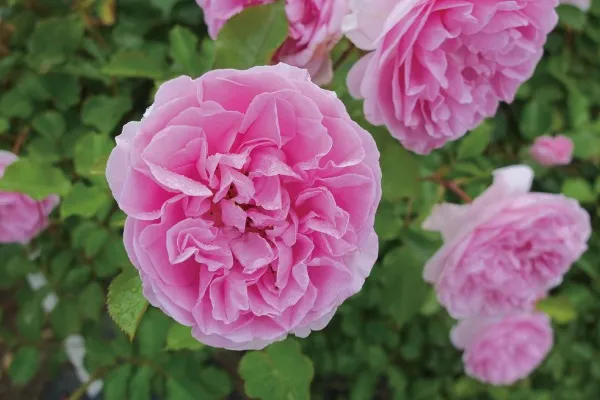 Labyrinth バラの迷宮 pickup134『ピクシー』