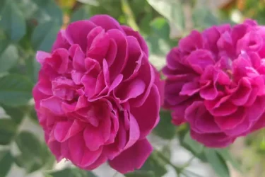 Labyrinth バラの迷宮 pickup101『スピネル』