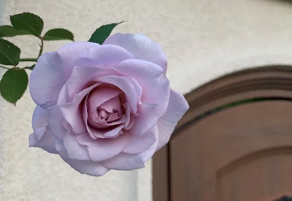 Labyrinth バラの迷宮 pickup109『シルフィ シルフィ』