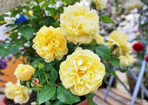 黄色のバラの木製フレーム付き be1dc18a192c4edb4856ec0cac7b29