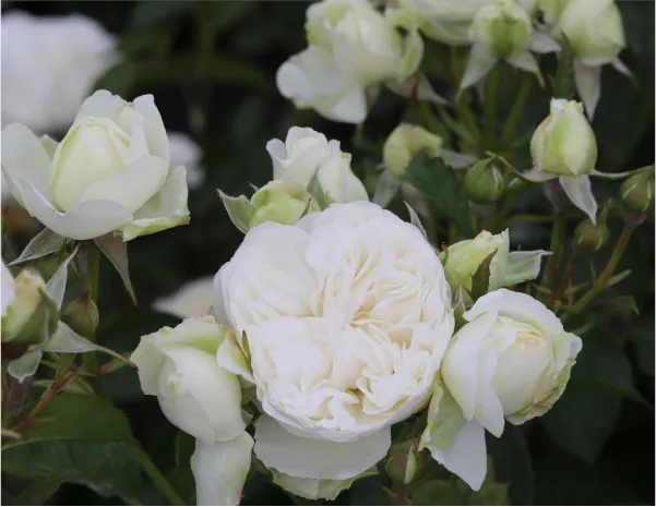 Labyrinth バラの迷宮 pickup105『トリニティ』