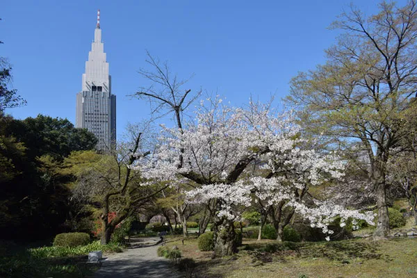 日本庭園からの苑路沿いに咲くソメイヨシノ