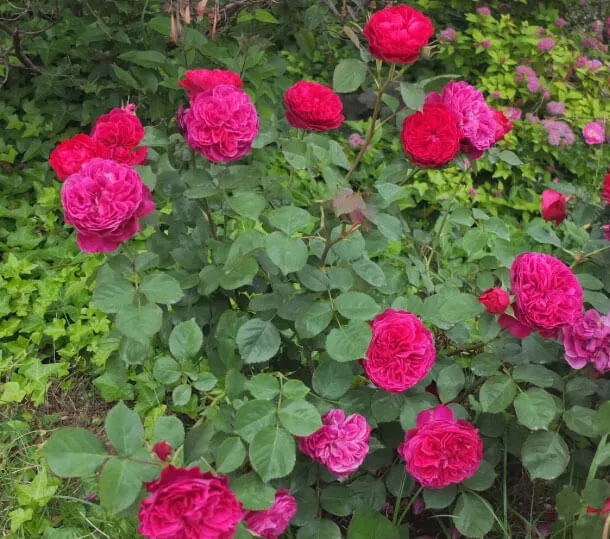 美品・ルイスキャロル⭐️薔薇モチーフの素敵なレース