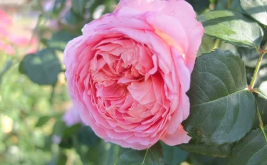 Labyrinth バラの迷宮 pickup67『アイスフォーゲル』