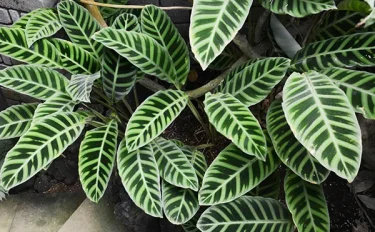 【観葉植物】 カラテアの育て方｜植え替えや水やりの方法などご紹介