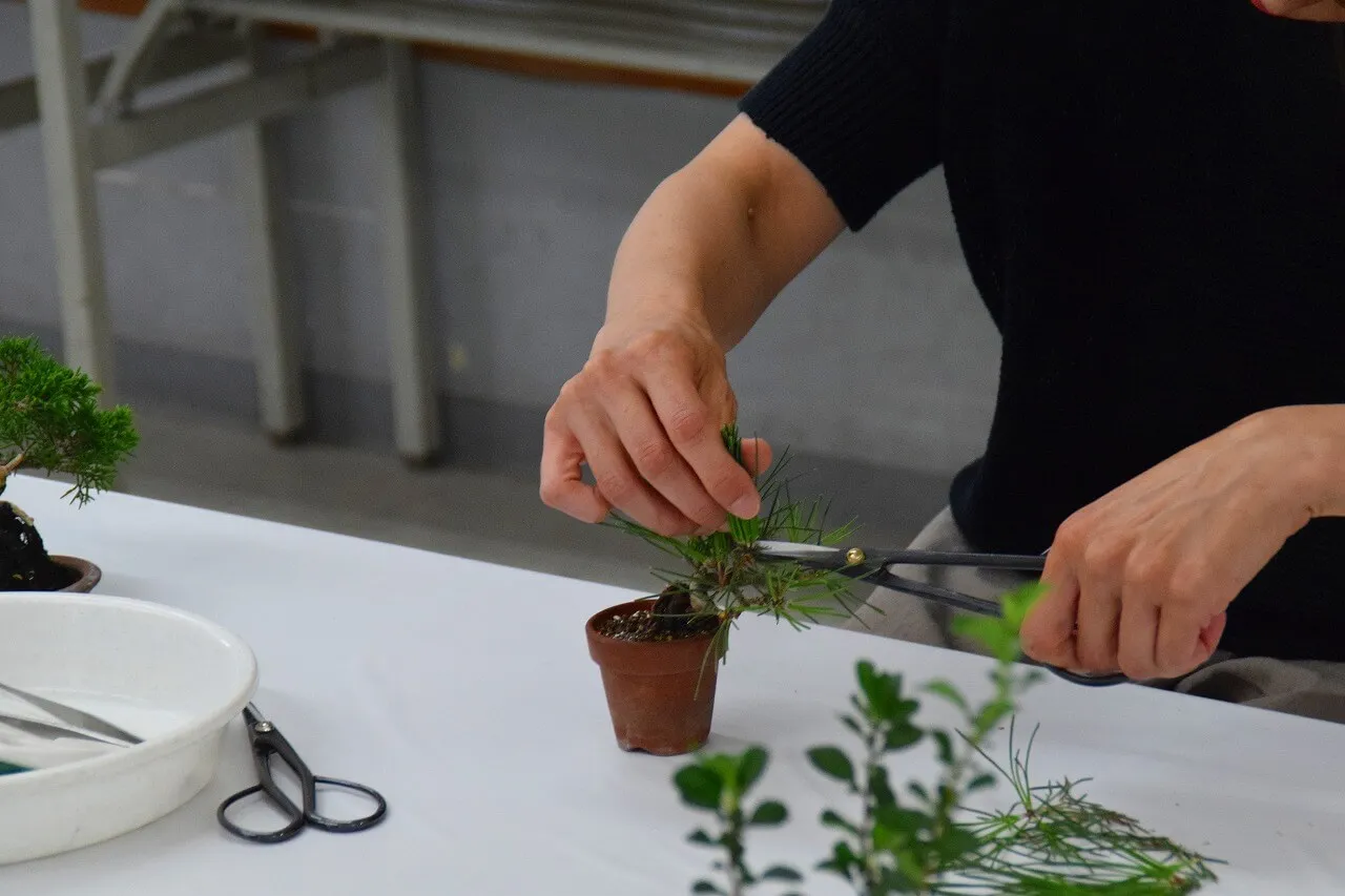 小品盆栽 -だれでも楽しめる私だけのBONSAI- | 植物とあなたを 小品盆栽 -だれでも楽しめる私だけのBONSAI- | 植物とあなたを