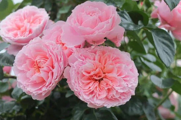 バラをもっと深く知る⑫ 日本のバラ、海外での国際コンクール受賞続く