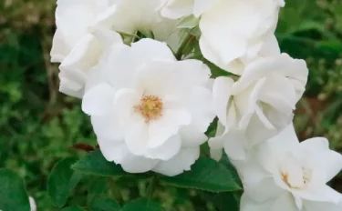 Labyrinth バラの迷宮 pickup131『ベビー アイスバーグ』