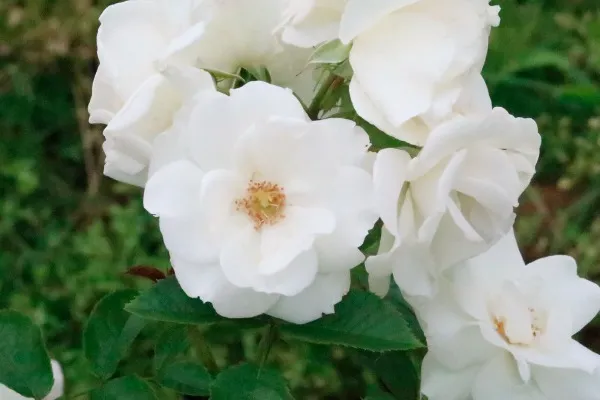 Labyrinth バラの迷宮 pickup131『ベビー アイスバーグ』