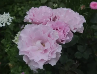 Labyrinth バラの迷宮 pickup82『エンジェル スマイル』