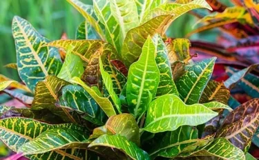 【観葉植物】クロトンの育て方｜ 失敗しない育て方や季節ごとのポイントについてご紹介します！