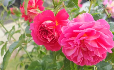 Labyrinth バラの迷宮 pickup98『エスプリ ドゥ パリ』