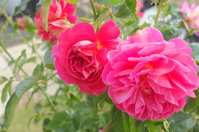 Labyrinth バラの迷宮 pickup98『エスプリ ドゥ パリ』