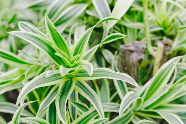 【観葉植物】 室内でも育てやすいドラセナ(幸福の木)の育て方とは？育てる場所などをご紹介！