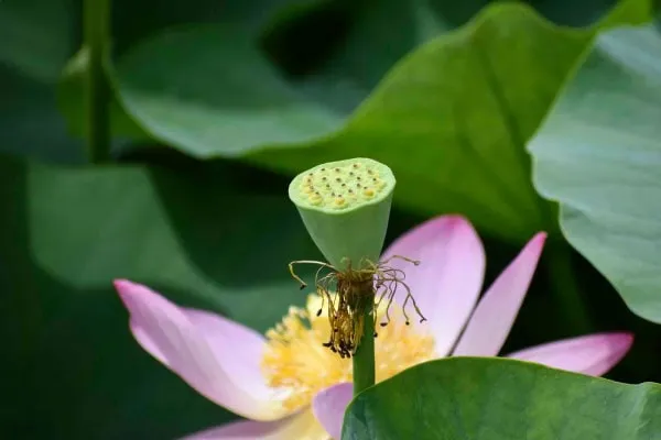 花托