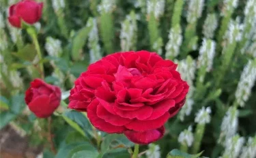 Labyrinth バラの迷宮 pickup119『シラノ ド ベルジュラック』