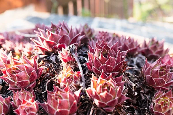 多肉植物】 センペルビウムの育て方とは？増やし方や植え替えについて