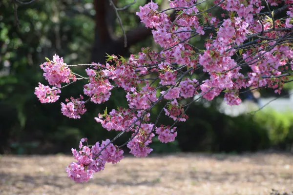 ヨコハマヒザクラ（横浜緋桜）