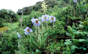 青いケシ　魅惑の花とは