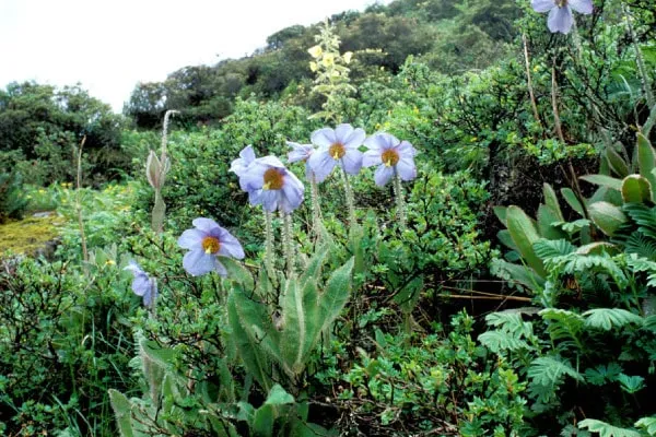 青いケシ　魅惑の花とは