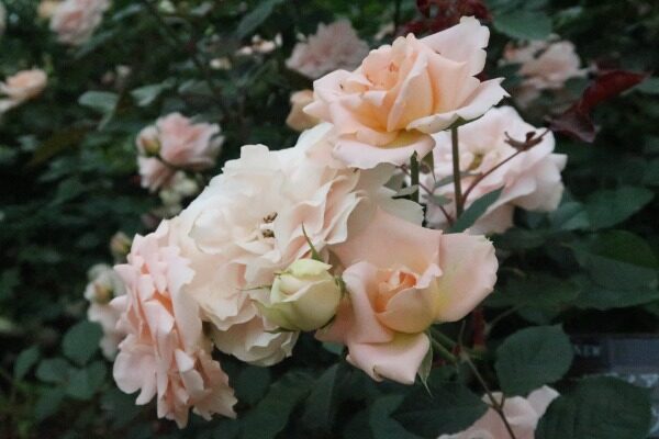 Labyrinth バラの迷宮 pickup135『マティアス クラウディウス ローズ』