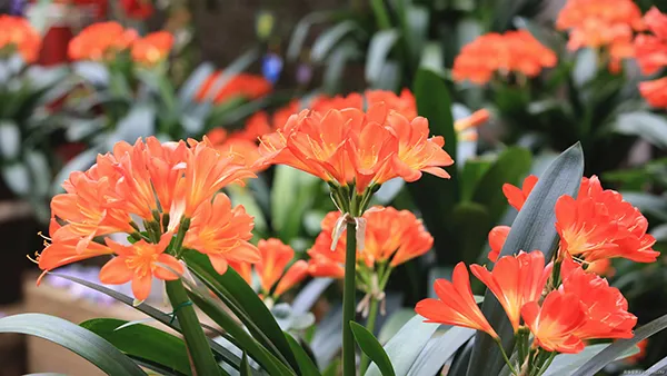 【観葉植物】 【クンシランの育て方】｜失敗しない育て方についてご紹介します