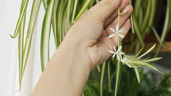 オリヅルランの花