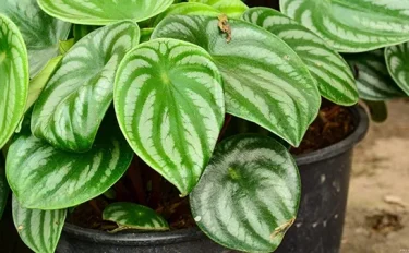 【観葉植物】 ペペロミアの育て方とは？お手入れのポイントやさまざまな品種などもご紹介