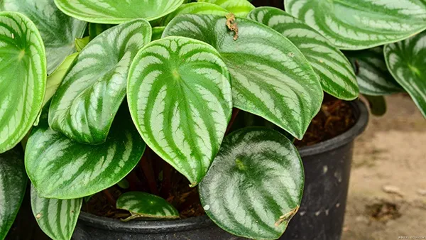 【観葉植物】 ペペロミアの育て方とは？お手入れのポイントやさまざまな品種などもご紹介