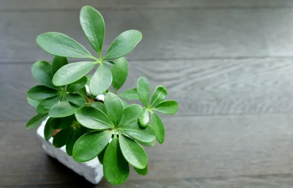 夏の間に伸びています　シェフレラ　カポック　観葉植物　室内外