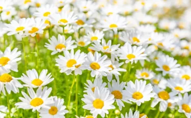 白い花が咲く初心者にもおすすめの植物｜春夏秋冬シーズン別にピックアップ