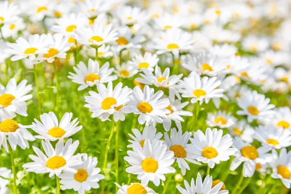 白い花が咲く初心者にもおすすめの植物｜春夏秋冬シーズン別にピックアップ