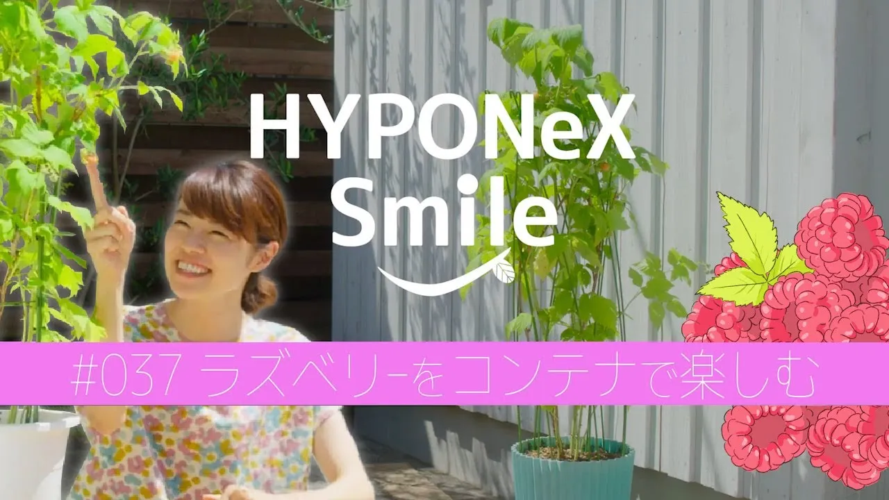 ⭐️木苺5種5鉢セット⭐️ 4200円→3600円木苺苗鉢苗5種類設置