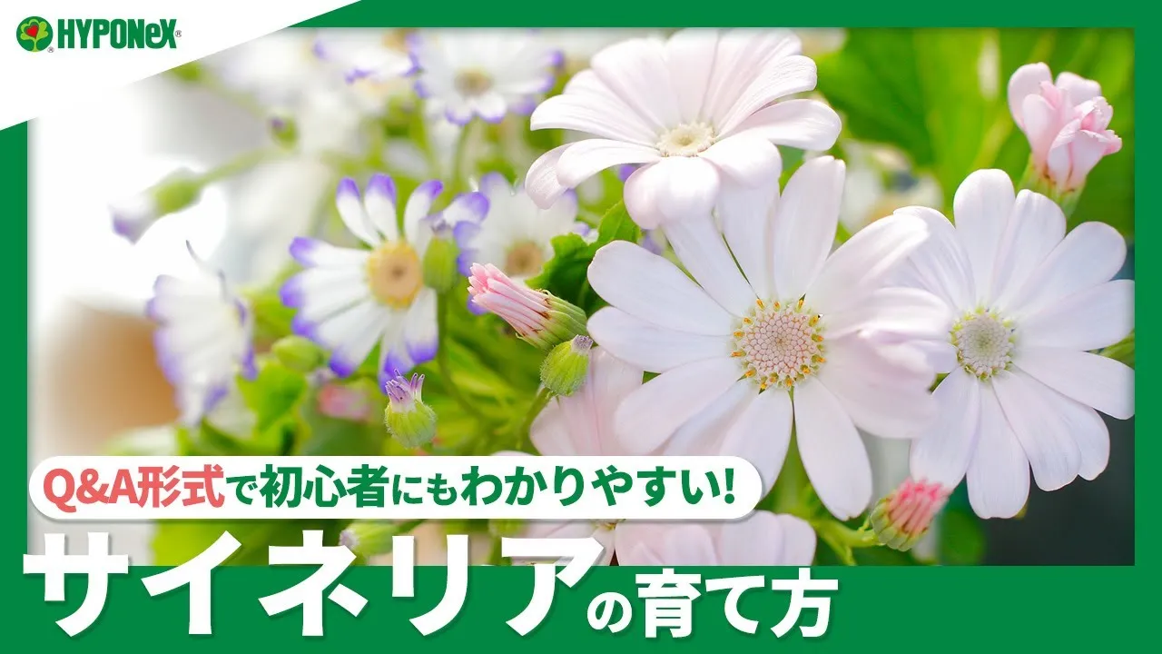 冬花 冬の最新情報】1月〜2月のオススメ花材を紹介します！ - YouTube