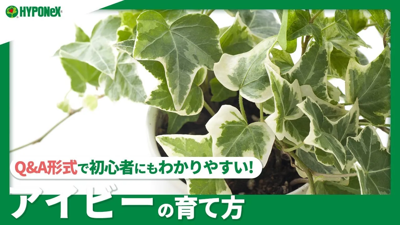 観葉植物】 寒さに強い観葉植物18選 冬越しの管理ポイント