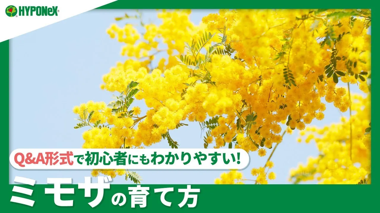 アカシア プルプレア ミモザ 大苗 4月12〜14に植替え剪定予定