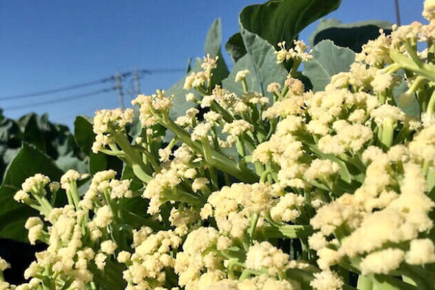 大注目のイタリア野菜は、 見た目の美しさと栄養価にすぐれている！