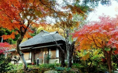 KEIKOさんの鎌倉・谷戸から花便り3 鎌倉の紅葉と初冬からの花