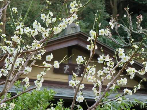 東慶寺 茶室・寒雲亭前のリョクガクバイ